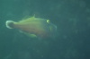 DSC_1603.jpg