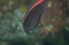 DSC_1619.jpg