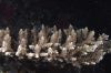 DSC_1921.jpg