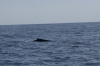 DSC_1175.jpg
