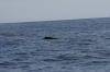 DSC_1176.jpg