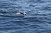 DSC_1177.jpg