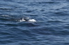 DSC_1178.jpg