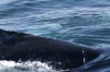 DSC_1179.jpg
