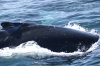 DSC_1181.jpg