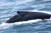 DSC_1182.jpg