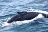 DSC_1183.jpg