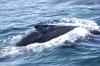 DSC_1184.jpg