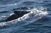 DSC_1185.jpg