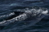 DSC_1186.jpg