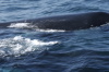 DSC_1188.jpg