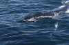 DSC_1210.jpg