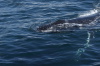 DSC_1211.jpg