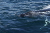 DSC_1212.jpg