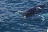 DSC_1217.jpg