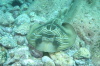 DSC_1350.jpg