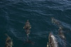 DSC_1511.jpg