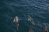 DSC_1514.jpg
