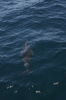DSC_1517.jpg