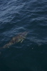 DSC_1518.jpg