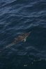 DSC_1519.jpg