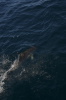 DSC_1522.jpg