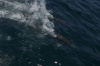 DSC_1545.jpg